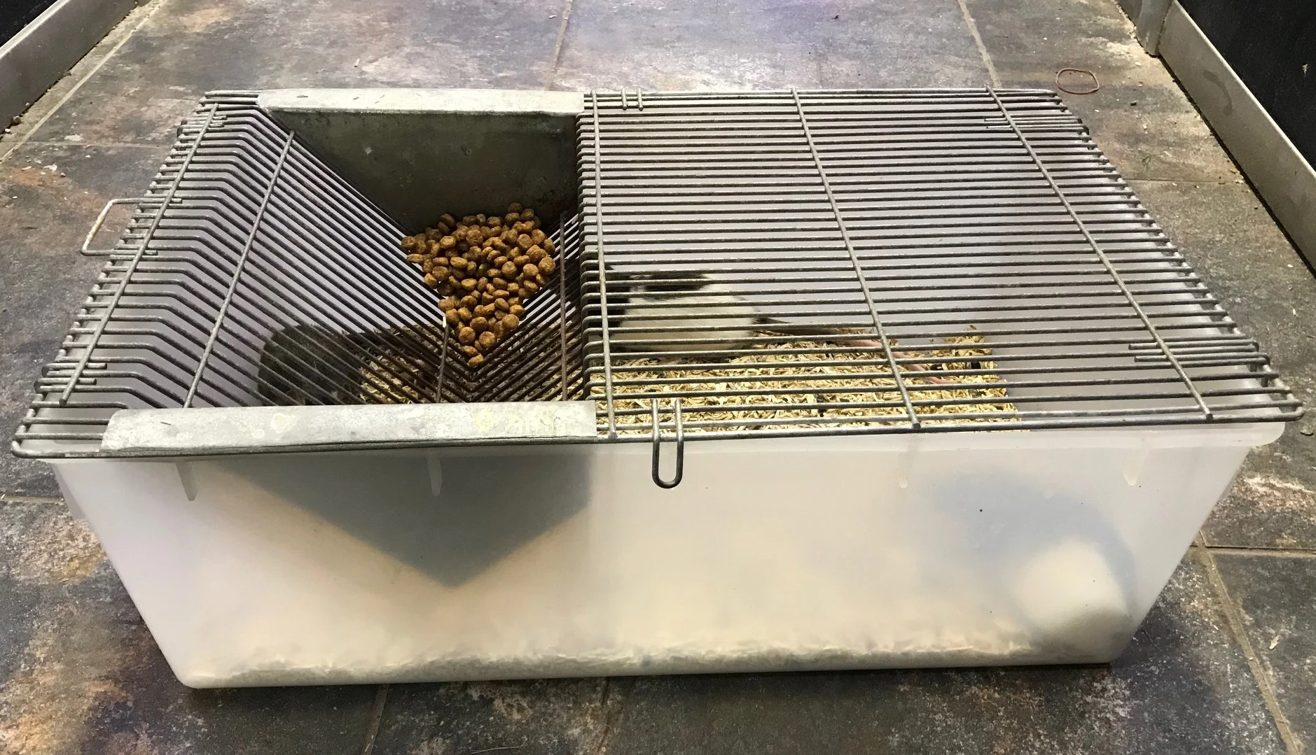 Labbur 4 (rottebur) brugt